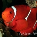 anemonefish_spinecheek_muck_h_0705_png2334.jpg